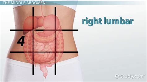 Anatomy Quadrants And Regions - Abdominal Quadrant Regions Scheme As Stomach Division Vector ...