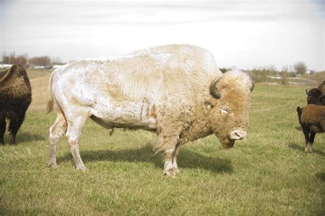 Rare white buffalo, Dakota Miracle, can be seen at the National Buffalo Museum in Jamestown ...