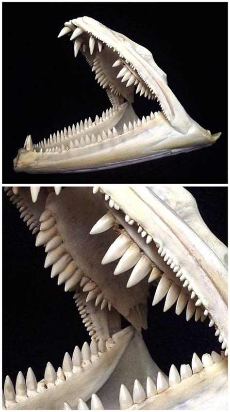 Barracuda jaws / teeth / skull. | Animal skeletons, Animal bones, Skull ...