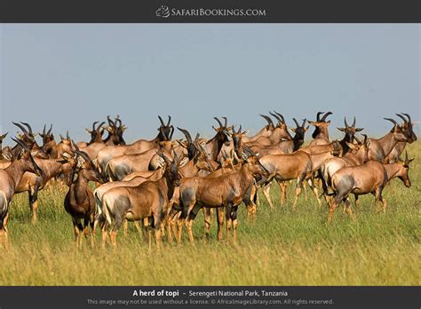 Serengeti Wildlife Photos – Images & Pictures of Serengeti National Park