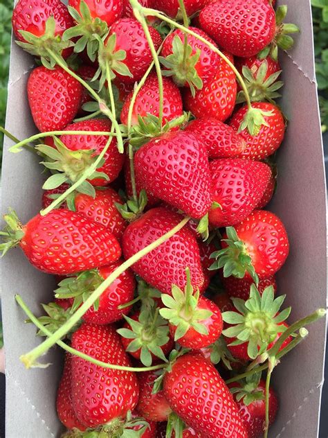 Strawberry Picking on the California Coast | Strawberry picking, Strawberry, California coast