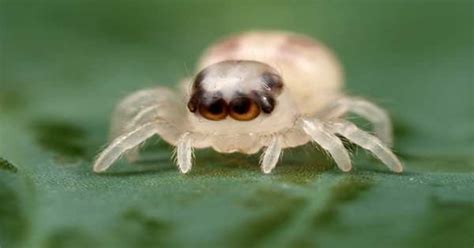 Adorable baby jumping spider : aww