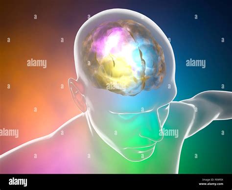 Brain anatomy cortex hi-res stock photography and images - Alamy