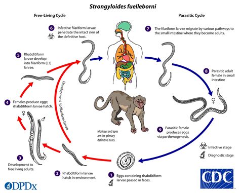 CDC - DPDx - Strongyloidiasis