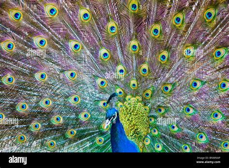 Male peacock with feathers on display Stock Photo - Alamy