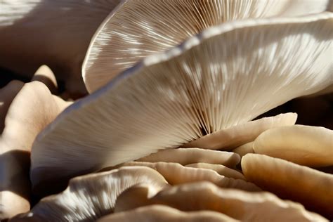 The 10 Best Mushroom Skincare Products | Gritty Pretty