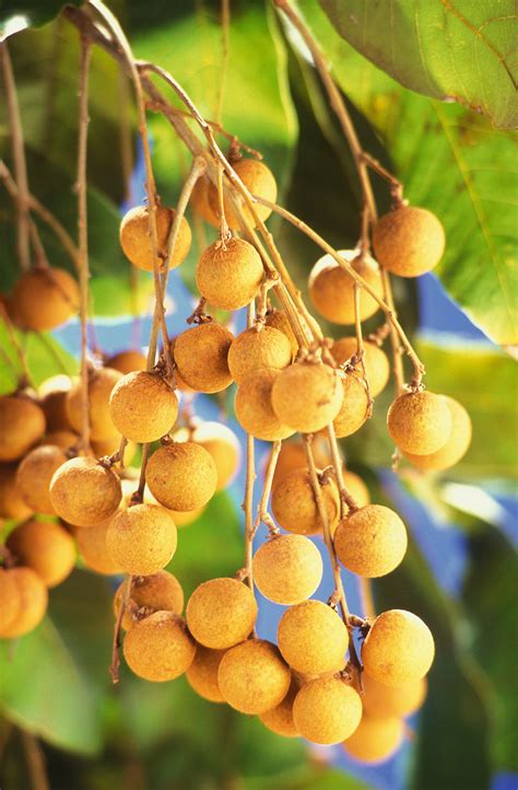 Longans | Free Stock Photo | Longans (Dimocarpus longan) growning on a ...