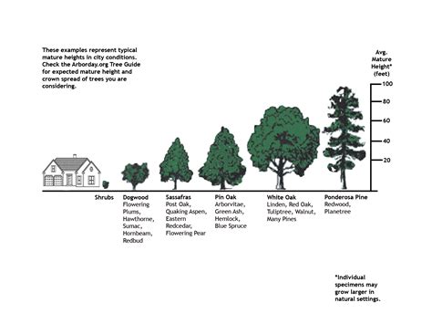 Oak Tree Size Chart