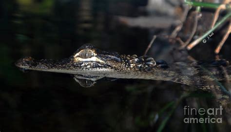 Baby Gator Photograph by Francine Hall | Fine Art America