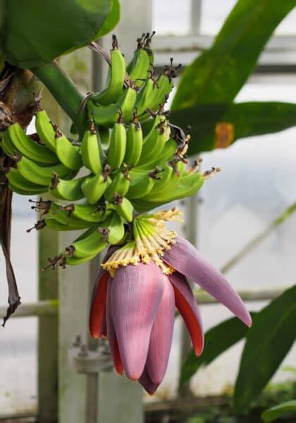 Dwarf cavendish banana tree care essentials 🍌 🌱 Unlock a bounty of bananas!