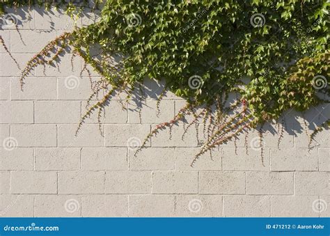 Ivy Wall Stock Photography - Image: 471212