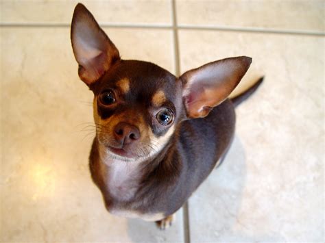 Chihuahua - Chihuahuas Wallpaper (9477603) - Fanpop