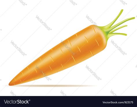 Carrot Royalty Free Vector Image - VectorStock