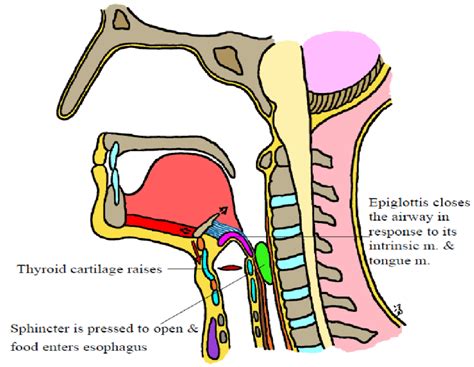 Throat Anatomy Epiglottis