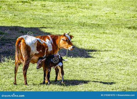 Himalayan Cow with Calf stock photo. Image of grassland - 270381870