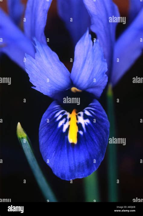 Iris histriodes major hi-res stock photography and images - Alamy