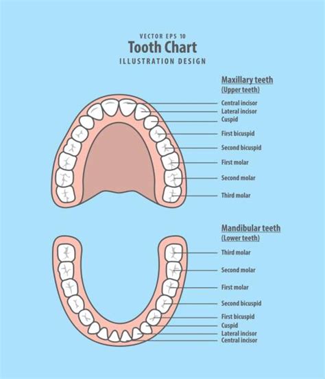 Bicuspid Illustrations, Royalty-Free Vector Graphics & Clip Art - iStock