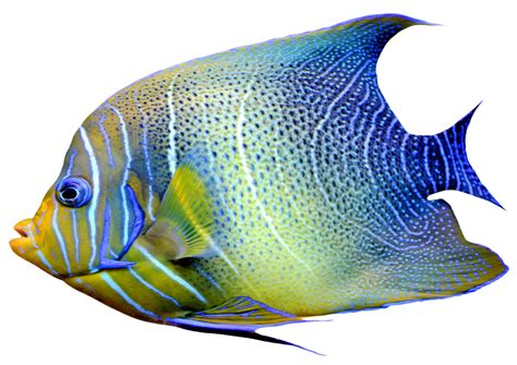 realistico pesce blu e giallo 14033618 PNG