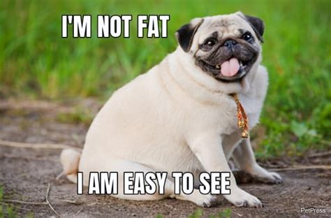 10+ Funny fat dog memes - PetPress