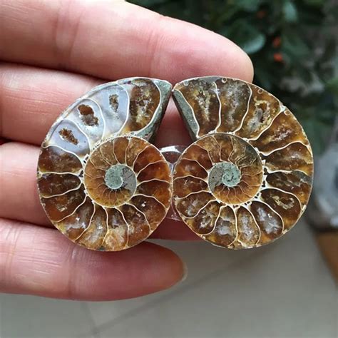 1 Pair Ammonite Fossil Specimen Natural Conch Fossil Shell Stone 25mm ...