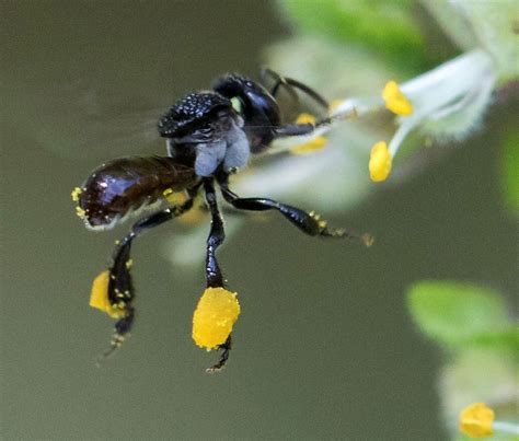 How brilliant builder-bees create 3-D spiral honeycombs