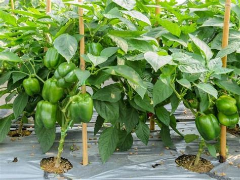 When To Plant Bell Peppers - Planting Guide 2024 - Northern Nester