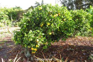 Fruit Garden Design Layout Ideas | 4 Things You Need To Know