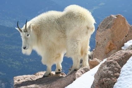 5 Rocky Mountain Adaptors - Animals That Adapt To Winter - Jake's Nature Blog