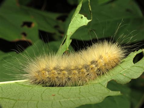 Brown hairy caterpillars that are poisonous – Telegraph