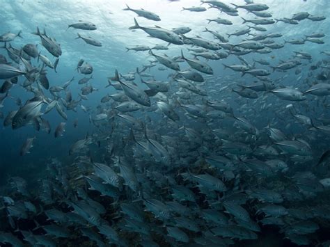 Premium Photo | Fresh bigeye trevally fish.