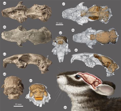 Cranial endocast of the stem lagomorph Megalagus and brain structure of basal Euarchontoglires ...