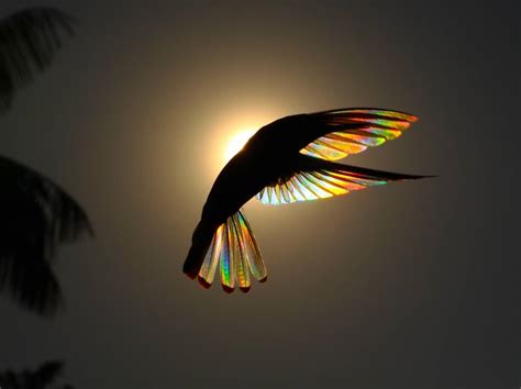 Amazing Shots of a Rainbow Hummingbird Captures Natural Phenonmena