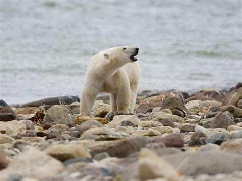 Canadian Polar Bears Vanishing Due To Climate Change - The Morning News