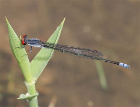 ADDO -- African Dragonflies and Damselflies Online