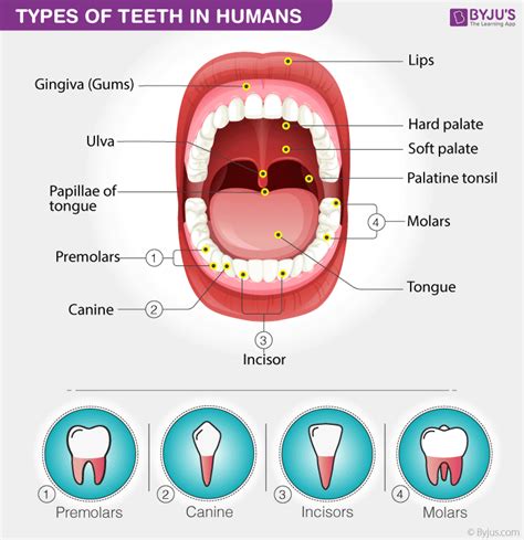 Difference between Maxillary and Mandibular Canine