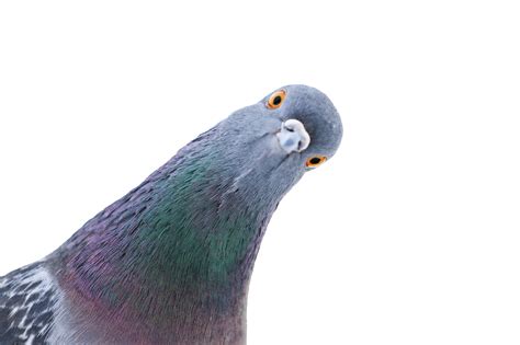 Top 10 Funny Things About Pigeons | Secret Pest Control