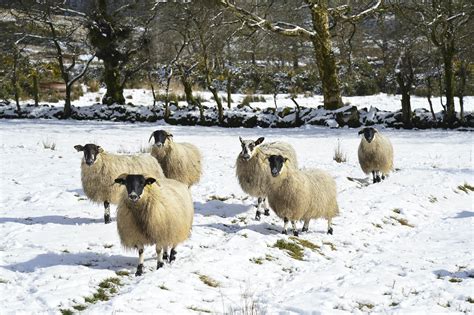 Northern Ireland set for cold spell as snow starts to fall | UTV | ITV News