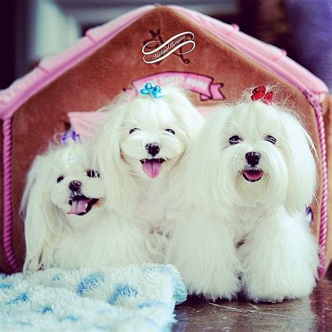 SHOP MO GTGT - Shop Maltese Obsession Go To Grooming Tools | Maltese ...