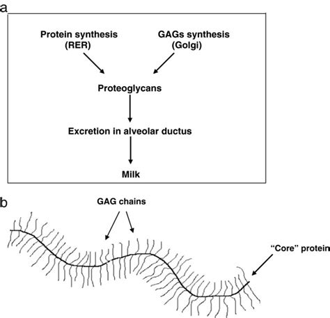 Synthesis (a) and structure (b) of a proteoglycan. | Download Scientific Diagram