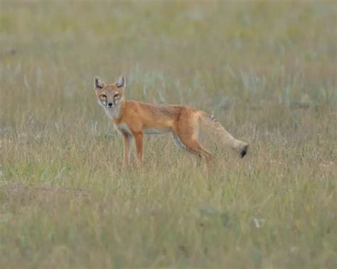 Swift Fox - Facts, Diet, Habitat & Pictures on Animalia.bio