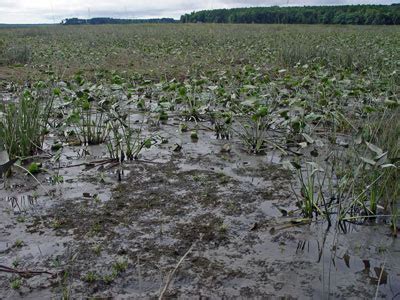 Maine Natural Areas Program, Natural Community Fact Sheet for ...