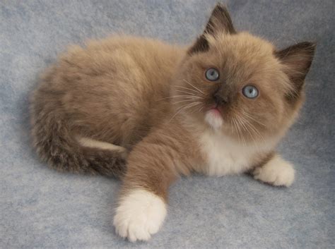 Seal Mink Mitted Ragdoll - 02. Allmänt Ragdollsnack - Ragdoll iFokus