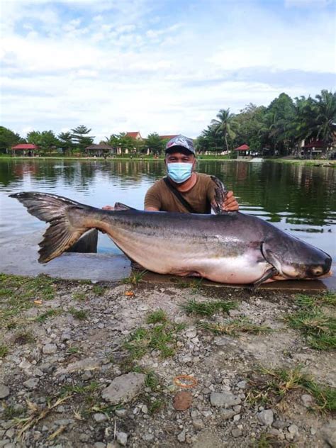 Mekong catfish caught by my friend in a Malaysia fishing pond : r/catfishing