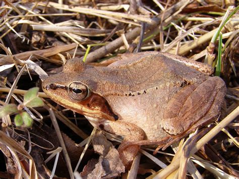 Blue Jay Barrens: Wood Frog