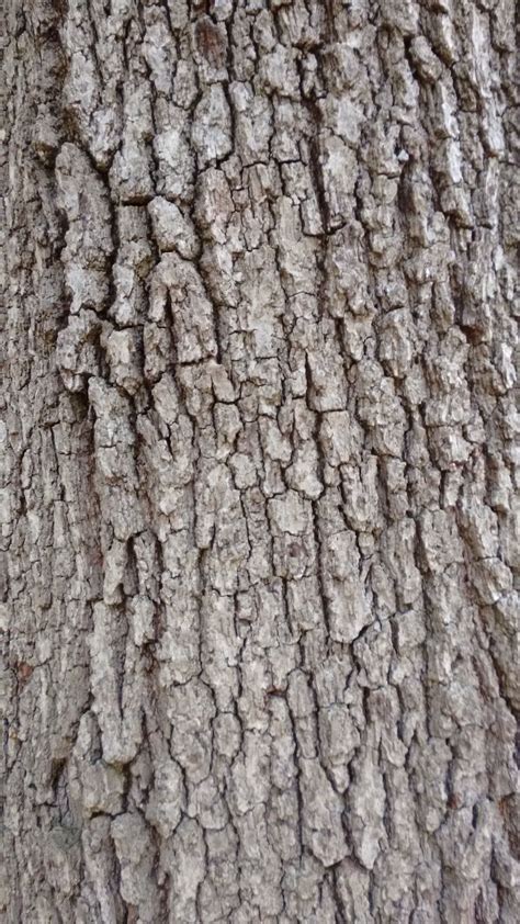 Oak Tree Bark