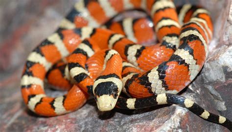 How to Identify Red & Black Striped Snakes | Sciencing