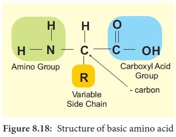 Proteins - Biomolecules - Classification, Structure, Denaturation, Bonding of Protein