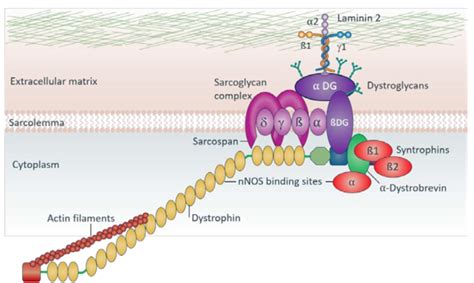 Sarepta Therapeutics: Assessing The Economic Value Of A DMD Gene ...