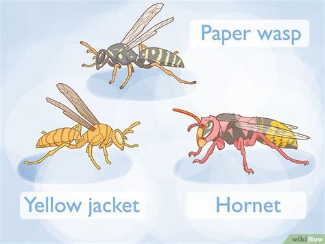 How to Get Rid of a Wasp Nest: Wasp Killing and Removal Tips