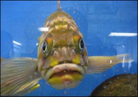 The Fish with Human Face Expressions (30 pics) - Izismile.com